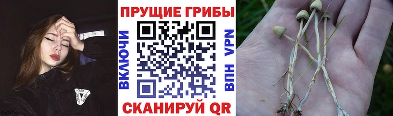 кракен вход  Сортавала  Псилоцибиновые грибы ЛСД 